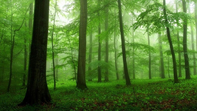 Create meme: fog in the forest, beautiful forest, forest trees 