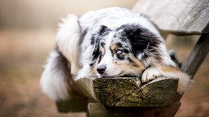 Create meme: fluffy blue-eyed dog, the dog's eyes, dogs Wallpapers