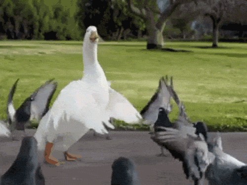 Create meme: the goose is dancing, dancing goose, goose 