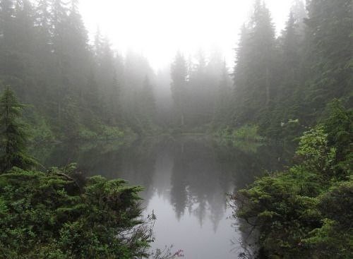 Create meme: nature forest lake, lake forest, lake fog