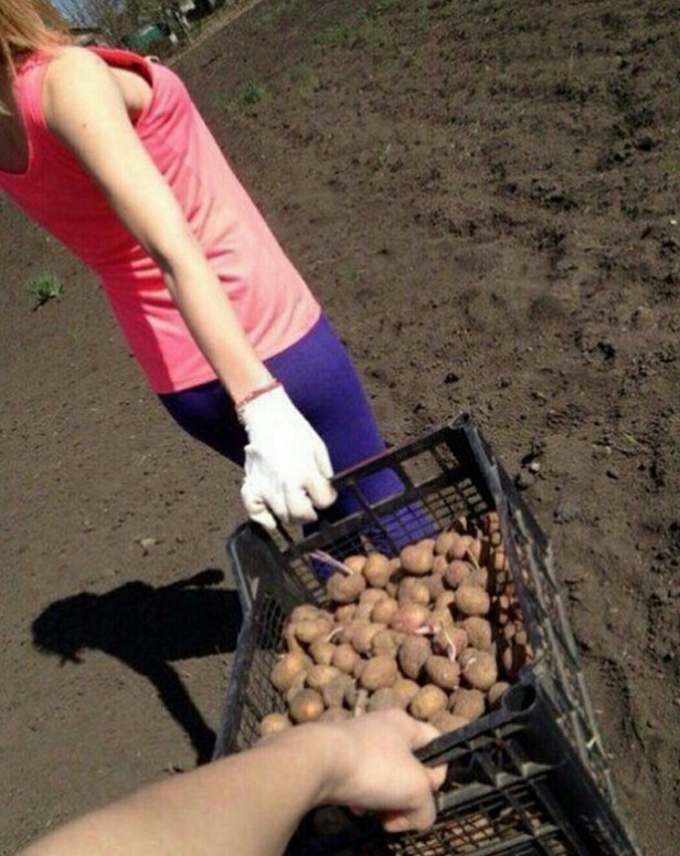 Создать мем: сажаем картошку, садить картошку, посадка картофеля