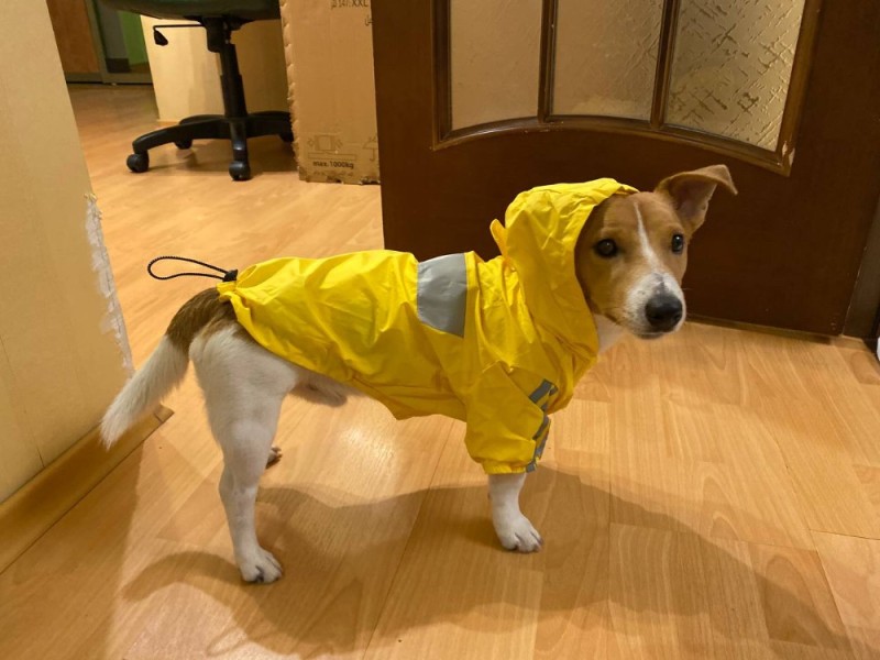 Create meme: raincoat for dog, raincoat jumpsuit for dogs lion manufactory, raincoat for beagles