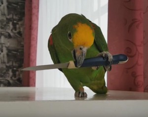 Create meme: parrot