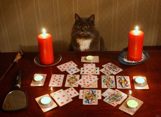 Create meme: fortune teller cat, fortune teller cat, the fortune teller 