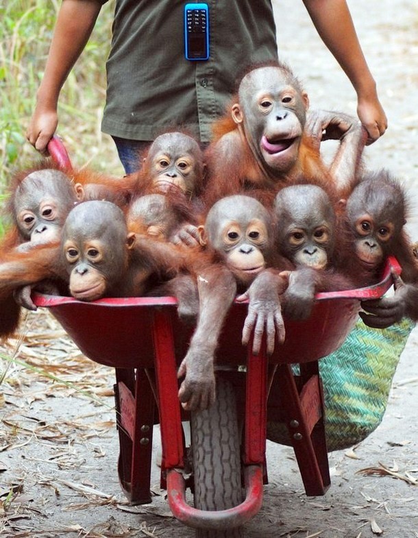 Create meme: funny monkeys, the baby orangutan, orangutan and chimpanzee