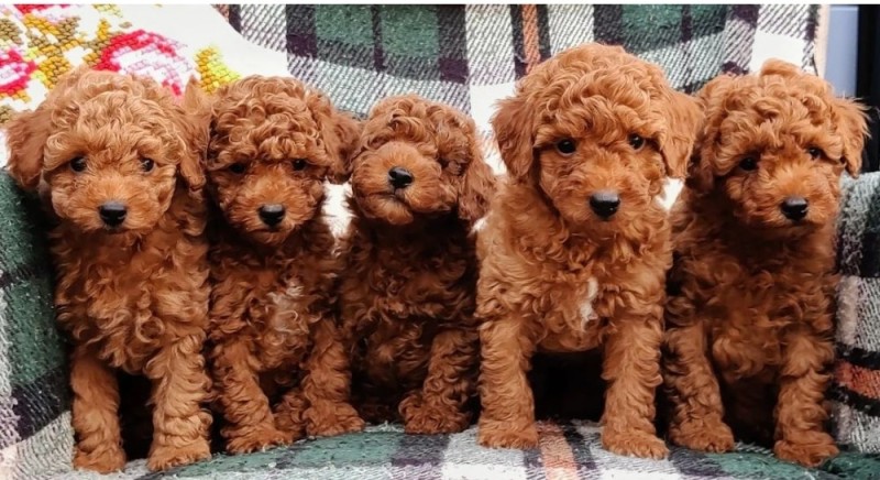 Create meme: that poodle red brown, toy poodle , Poodle mini red Brown
