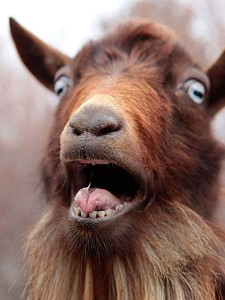 Create meme: the goat face, funny goat