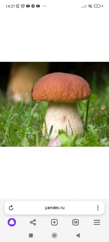 Create meme: mushroom boletus, white mushroom boletus, mushrooms 