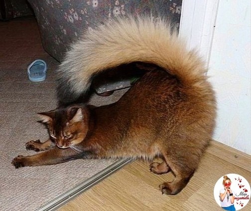 Create meme: Somali cat, the Somali longhair cat, a cat with a squirrel tail