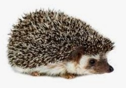 Create meme: hedgehog on a white background, hedgehog on a white background, prickly hedgehog