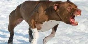 Create meme: American pit bull Terrier, breed pit bull