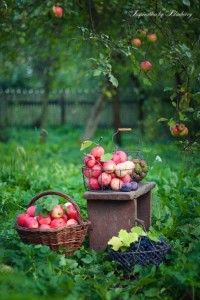 Create meme: Apple harvest