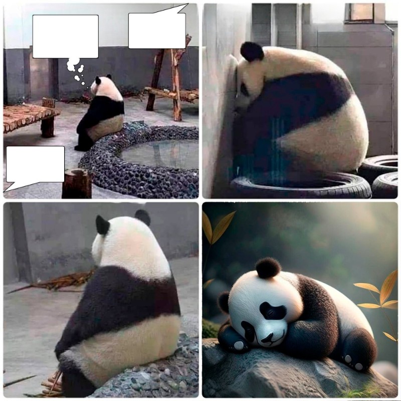 Create meme: panda meme, animals are funny, animals funny