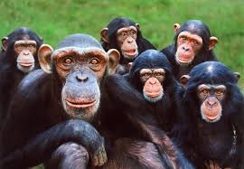 Create meme: apes, bunch of monkeys, Bonobo chimp