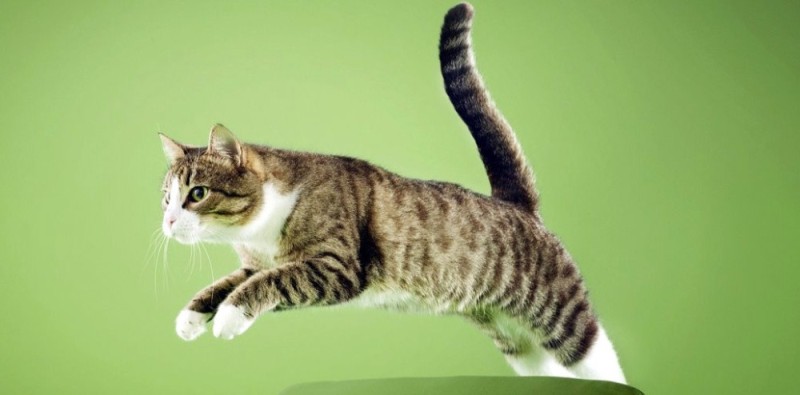 Create meme: cat Boris , boris the cat kitekat, cat 