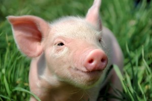 Create meme: pig with piglets, little piggy, cute pig