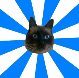 Create meme: Phil the cat