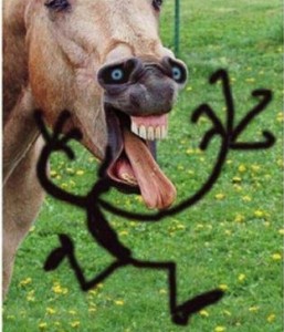 Create meme: gif funny, funny horse, Chave