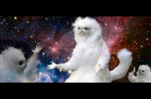 Create meme: persian cat, animals, meme stuffed cat
