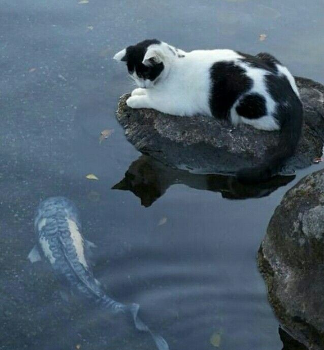 Создать мем: silly cat, кот с рыбкой, кот в воде