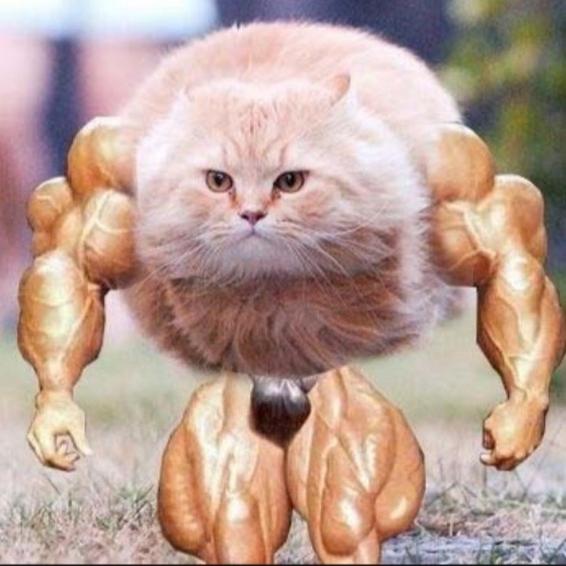 Создать мем: кот бодибилдер, накаченная кошка, мускулистый кот