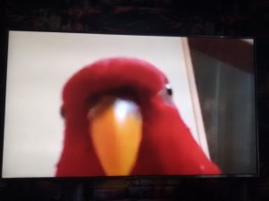 Create meme: parrot, red parrot
