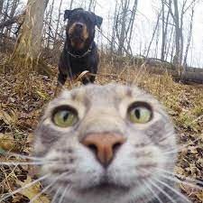 Create meme: cat, cat taking a selfie, selfie cat