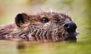 Create meme: spring beavers, Bobr common, beaver ordinary photo