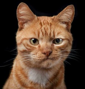 Create meme: ginger cat pictures, cunning cat, cat red