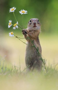 Create meme: squirrel and flower, funny animals, animal