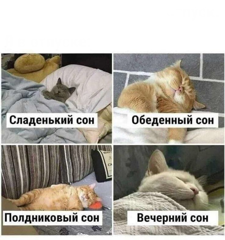 Create meme: sleeping cat , about the dream, I had such a great dream