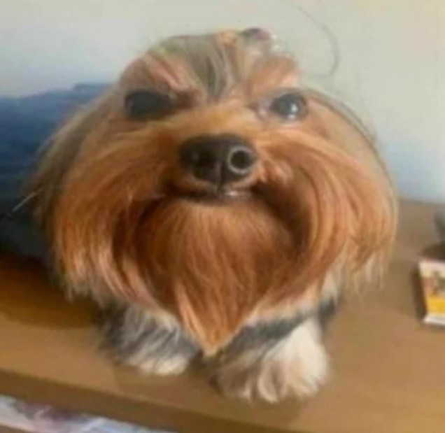 Create meme: dog Yorkshire, breed Yorkshire Terrier, the Yorkshire terrier is ugly