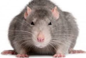Create meme: face rats, rat on white background, rat