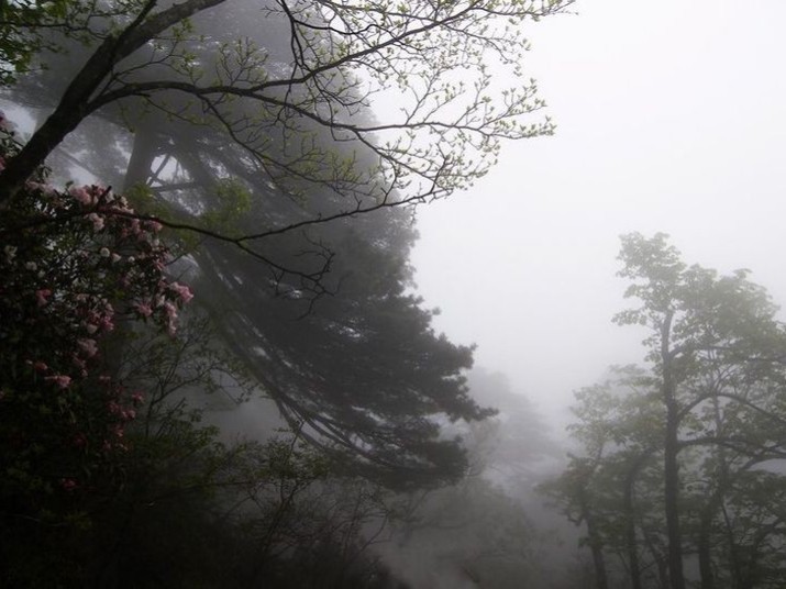 Create meme: the landscape is gloomy, gloomy paradise, nature fog