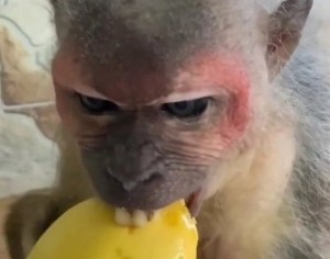 Создать мем: обезьяна, домашняя обезьяна, обезьяна ест банан