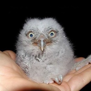 Create meme: chick long-eared owl