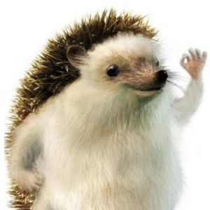 Create meme: hedgehog meme, animal, hedgehog meme