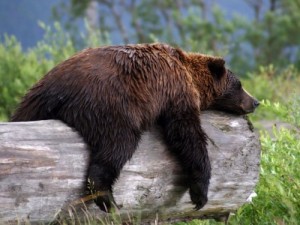 Create meme: brown bear, the bear lies, grizzly bear