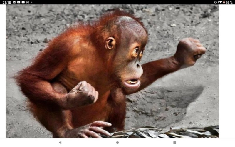 Create meme: the orangutan is funny, monkey orangutan, orangutan monkey