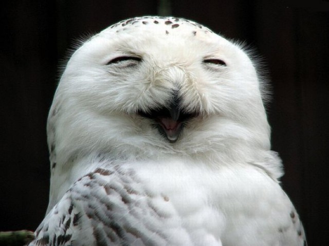Create meme: smiling animals , funny owls, owl 