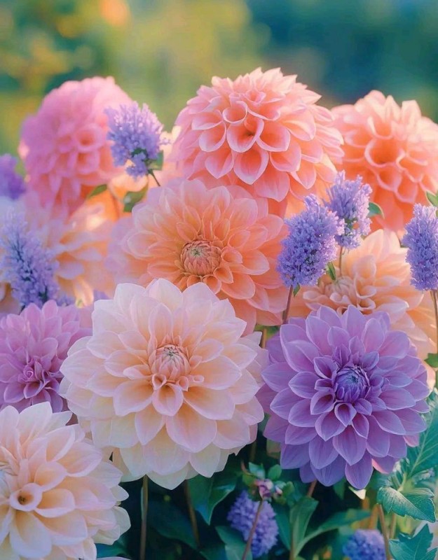 Create meme: dahlia flower, dahlia dahlias, dahlia flower