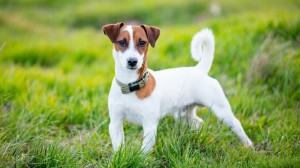 Create meme: breed Jack Russell, breed Jack Russell Terrier, Jack Russell