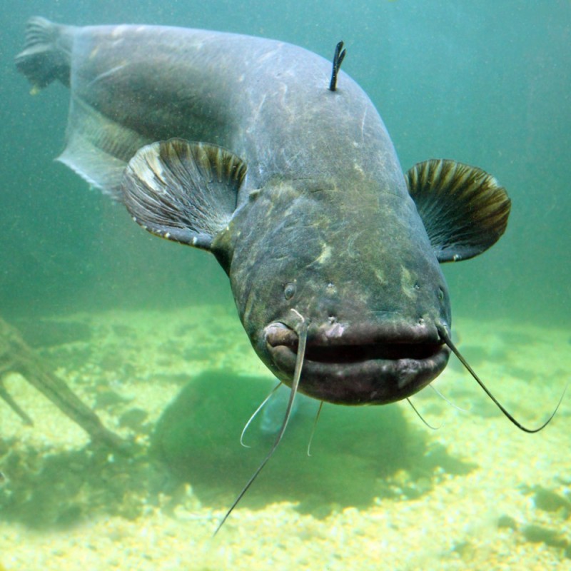 Create meme: fish catfish, silurus glanis fish, American catfish fish