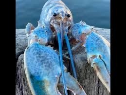 Create meme: blue lobster, blue lobster, blue lobster
