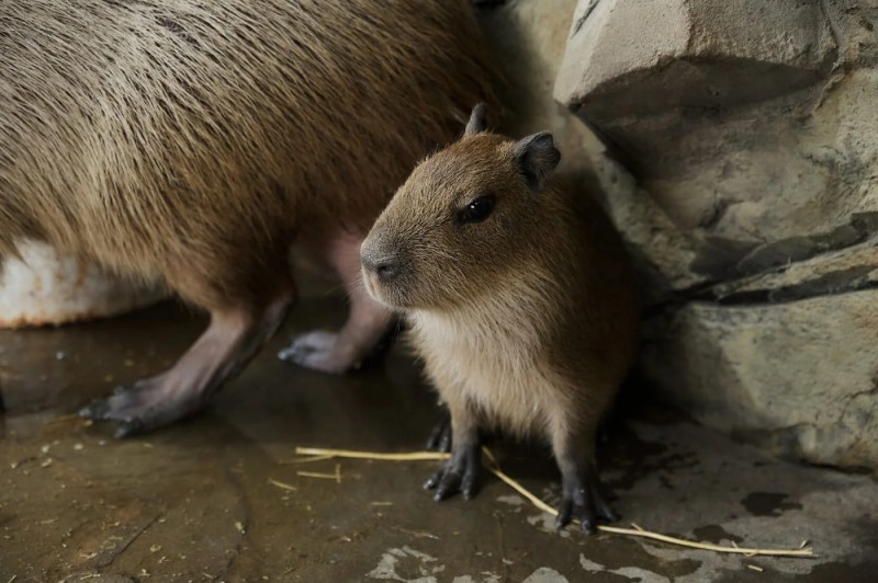 Create meme: a pet capybara, capybaras in the Moscow zoo, capybara rodent