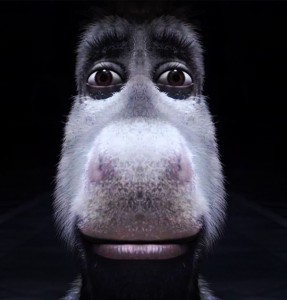 Создать мем: портрет обезьяны, портреты животных, глаза обезьяны