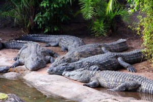 Create meme: crocodile farm, crocodile