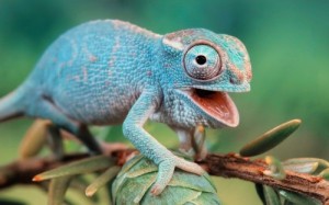 Create meme: Chameleon