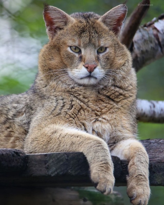 Create meme: jungle cat , reed cat moscow zoo, reed cat house