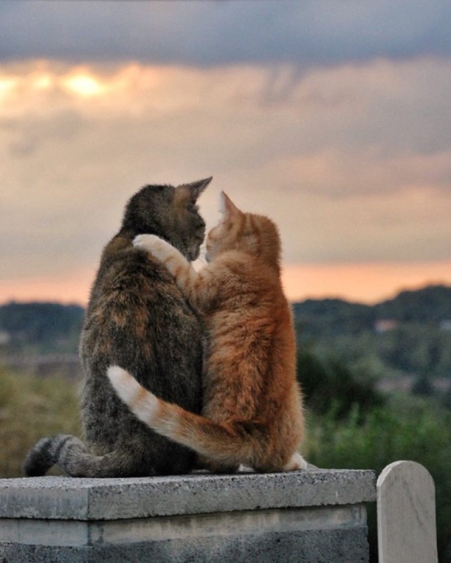Создать мем: обнимающий котик, кот обнимает, целующиеся котики